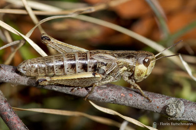 12.10.2011 - Italien, Abruzzen, Monte Porrara<br />Weibchen von Stenobothrus apenninus