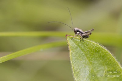 Platycleis albopunctata im 1. Nymphenstadium