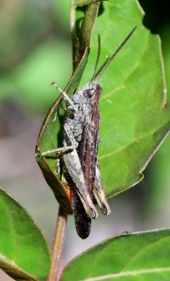 Brauner Grashüpfer Chorthippus brunneus 1a-19.jpg