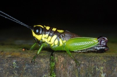 caelifera3.jpg