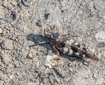 Blauflüglige Ödlandschrecke Kirchemer Kopf 18.07.2019.jpg