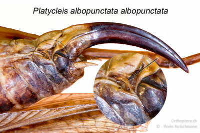 Das Seitensklerit ist bei Platycleis a. albopunctat oft nicht einfach zu erkennen, da es einerseits klein und zierlich ausgebildet ist und andererseits gerne durch das Tergit und die Häute, mit denen es verwachsen ist, verdeckt wird.<br />(Fundort: Schweiz, Aargau, Untersiggenthal)