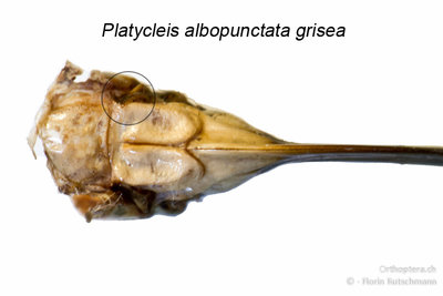 Das Seitensklerit bei Platycleis a. grisea ist wesentlich kräftiger, daher besser erkennbar (auch bei lebenden Tieren) und an der Basis der Subgenitalplatte verwachsen, was aus den Zeichnungen von Ramme gut hervor geht. (Fundort: Italien, Abruzzen, Palena)