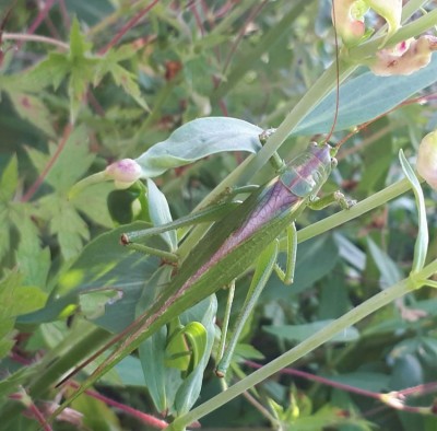 20190725_183435.jpg
