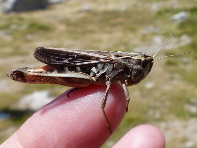 16.07.19, Velebit-Gebirge