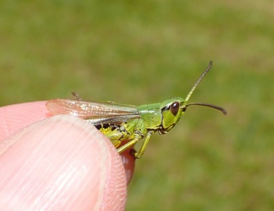 2 Ch. Montanus male