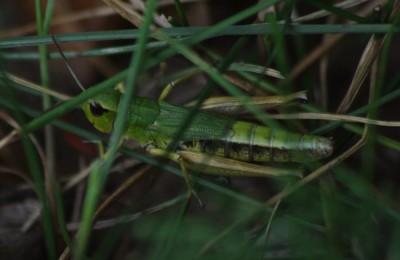 190818 Pseudochorthippus IMGP9697.JPG