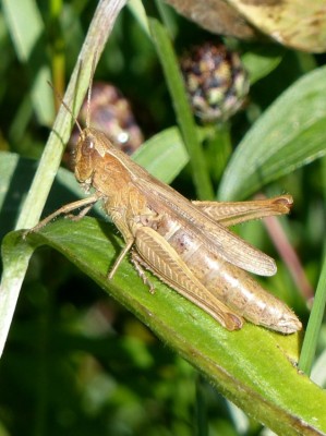 Weibchen von Chrysochraon dispar?