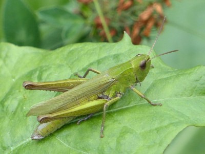 Männchen von Chrysochraon dispar?