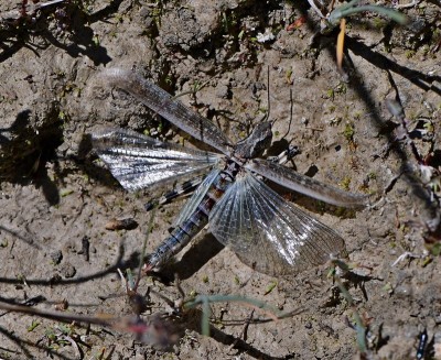 Epacromius tergestinus ponticus 3-19.jpg