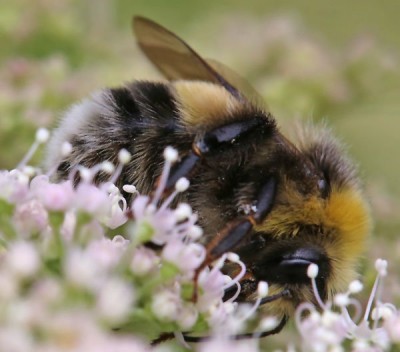 Hummel 2019-08-15 Hollersbach Artbestimmung.jpg