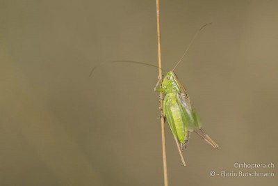 190818_5dIV_IMG_191500.jpg