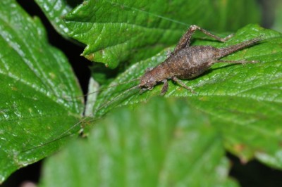 Arachnocephalus vestitus bearb 2019-10-04 22-10-03.JPG