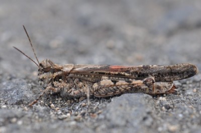 Acrotylus patruelis bearb 2019-10-05 18-28-04.JPG