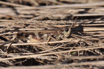 Aiolopus thalassinus bearb 2019-10-04 18-57-04.JPG