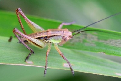 2019-05-28-Larve Roesels Beißschrecke-Metrioptera roeselii-an Gras-Lammershagen-Fischteiche-LSC4853.jpg