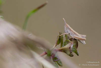 Mit ziemlicher Sicherheit die Kleine Goldschrecke (Ethystira brachyptera). Von denen waren schon viele unterwegs.