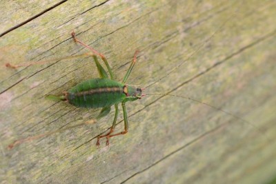 2019-09-18-Punktierte Zartschrecke (Phaneropteridae) Leptophyes punctatissima-female-Waldenau-NSC1386.jpg