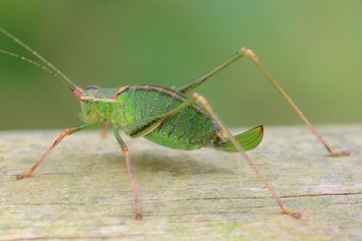 2019-09-18-Punktierte Zartschrecke (Phaneropteridae) Leptophyes punctatissima-female-Waldenau-NSC1389a.jpg