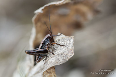 Von der Alpen-Strauchschrecke (Pholidoptera aptera) konnte ich nur ein einzelnes Exemplar finden.