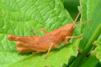 2019-07-09-Larve Heuschrecke rot xxx-an Brombeere-Neu-Lankau-Kanalwiesen-MSC3395.jpg