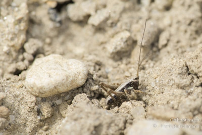 Westliche Beissschrecke (Platycleis albopunctata)