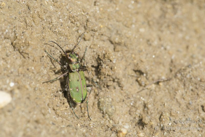 Feld-Sandlaufkäfer (Cicindela campestris)