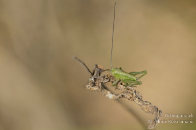 Grünes Heupferd (Tettigonia viridissima)