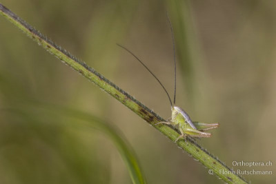 Zweifarbige Beissschrecke (Bicolorana bicolor)