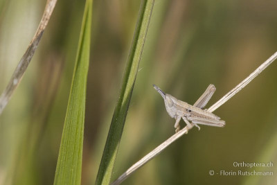 Kleine Goldschrecke (Euthystira brachyptera)