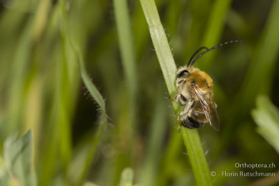 Mai-Langhornbiene (Eucera nigrescens)