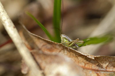 Die waren zwar noch sehr klein, sehen mir aber stark nach der Zweifarbige Beissschrecke (Metrioptera bicolor) aus