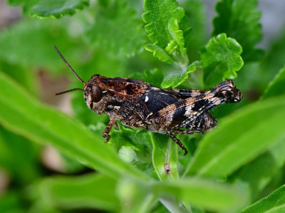 Costas Schönschrecke Nymphe Calliptamus barbarus 1a-20.JPG