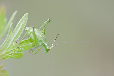 Punktierte Zartschrecke (Leptophyes punctatissima)-Larve mit dunklen Cerci-Enden und dunkler Zeichnung an der Basis