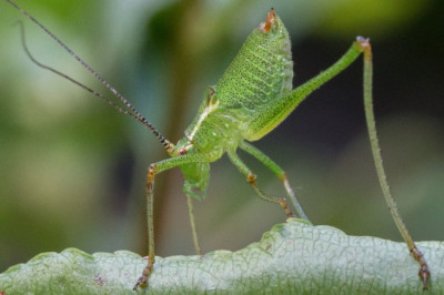 ensifera2.jpg