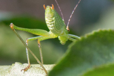 ensifera3.jpg