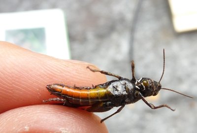 Omocestus_rufipes_12may2012.jpg