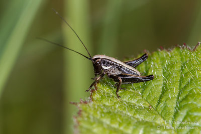 Die Südliche Strauchschrecke (Pholidoptera fallax) ist kleiner und zierlicher, vor allem aber an der Lage und Ausdehnung der hellen Halsschildzeichnung klar von der Alpen-Strauchschrecke (Pholidoptera aptera) zu unterscheiden.