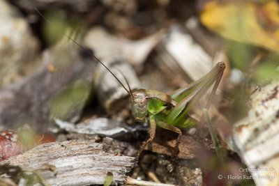 Und um die Verwirrung zu vervollständigen hier noch eine Larve von Platycleis albopunctata grisea