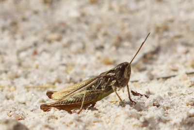 heuschrecke-opf-1.jpg