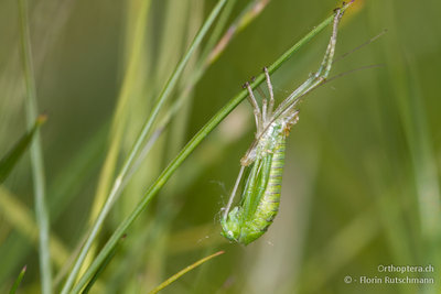 Grünes Heupferd (Tettigonia viridissima) bei der Häutung