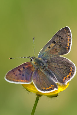 Brauner Feuerfalter (Lycaena tityrus)