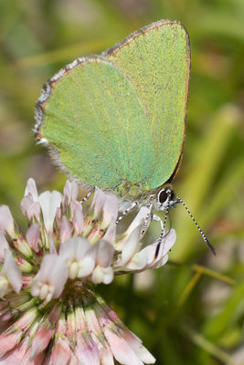 Brombeerzipfelfalter (Callophrys rubi)
