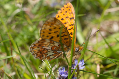 Der Veilchen-Perlmutterfalter (Boloria euphrosyne) saugt gerne am Günsel