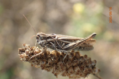 200916Omocestus haemorrhoidalis4.JPG