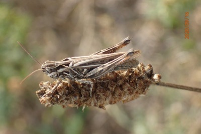 200916Omocestus haemorrhoidalis3.JPG