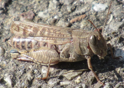 italienische Schönschrecke - Calliptamus italicus (2).jpg