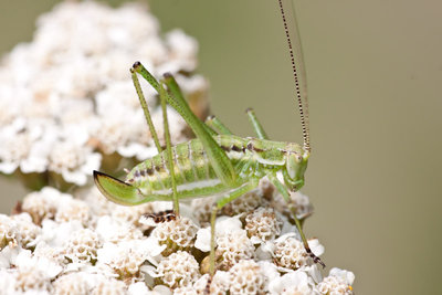 Gestreifte Zartschrecke (Leptophyes albovittata) aus Bulgarien