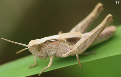 Kopie-Nymphe-Heidegrashüpfer-190719-5-17.JPG