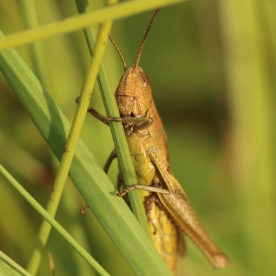 Kopie-Wiesengrashüpfer-200903-2.JPG